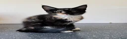 Maine Coon cats for sale: Last gorgeous HALF maine coon girl 💗 - Advert 4