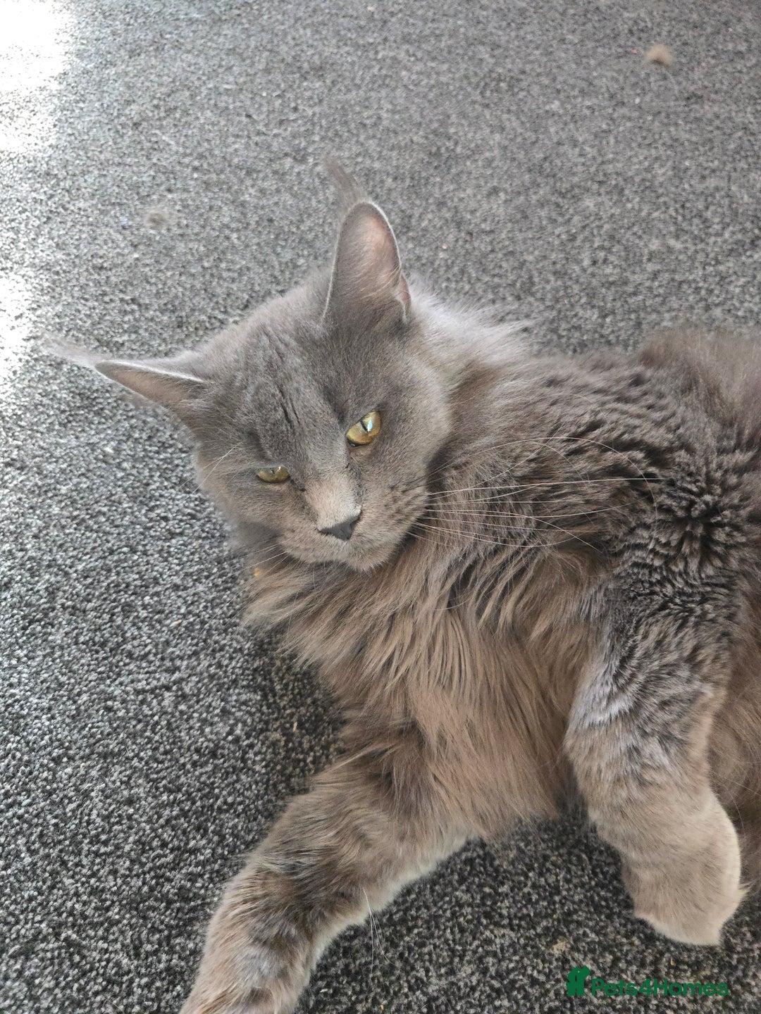 Maine Coon cats for sale: Maine Coon Kittens LARGE Blue/Black Tortie/Tabby - Advert 22