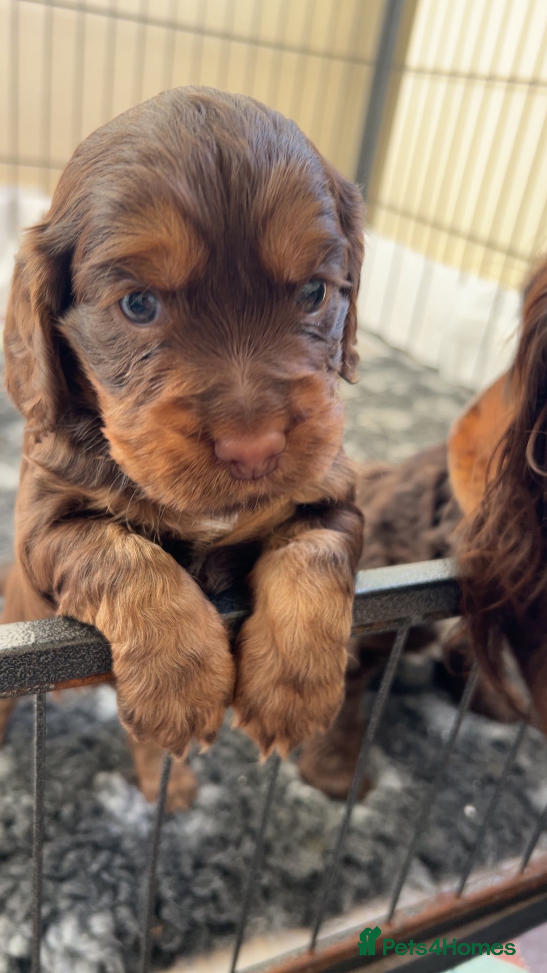 Cocker Spaniel dogs for sale: Beautiful cocker spaniel pups  - Advert 19