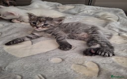 Maine Coon cats for sale: Mainecoon kittens BlackSilver smoke poly non poly - Image 4