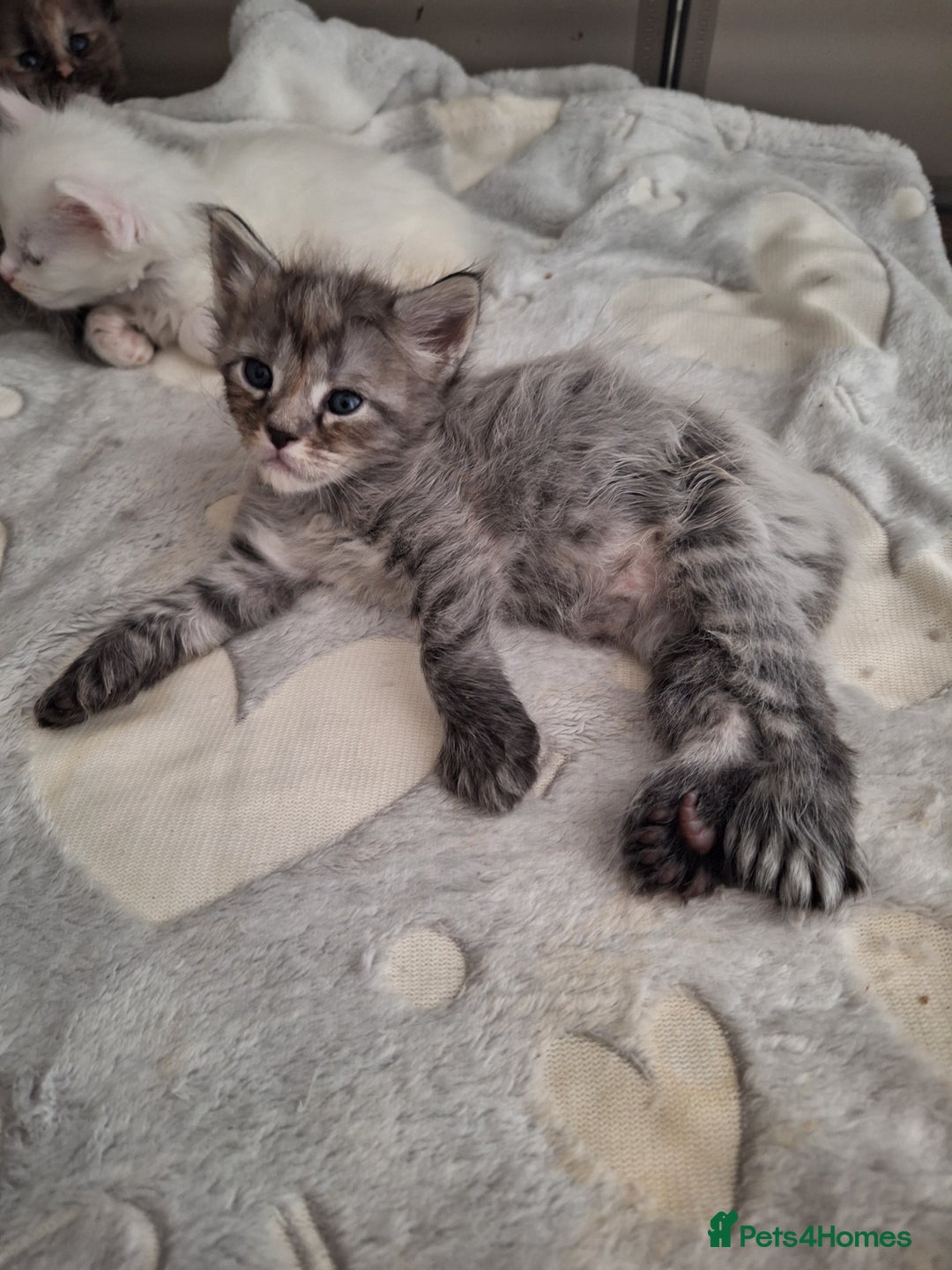 Maine Coon cats for sale: Mainecoon kittens BlackSilver smoke poly non poly - Image 4