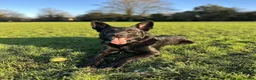 German Shepherd dogs for stud: German Shepherd For *STUD* - Advert 5