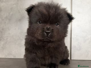 Chow Chow dogs Chow chow puppy ready to go 20th jan - Advert 1