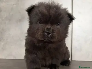 Chow Chow dogs Chow chow puppy ready to go 20th jan - Advert 4