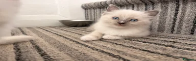 Ragdoll 3
