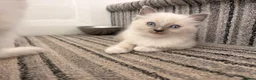 Ragdoll cats for sale: ⭐️Beautiful Ragdoll Kittens 8 weeks⭐️ - Advert 2