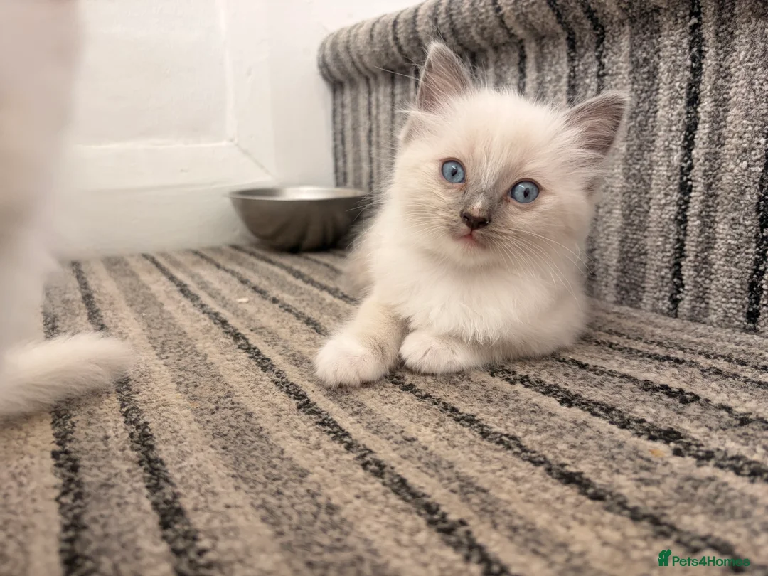 Ragdoll cats for sale: ⭐️Beautiful Ragdoll Kittens 8 weeks⭐️ - Advert 2