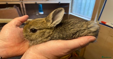 Netherland Dwarf rabbits - Advert 13