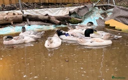 Ducks poultry for sale: 4 handsome young male Welsh harlequin ducks - Image 2