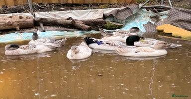 Ducks poultry - Advert 8