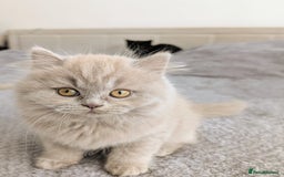 Scottish Fold cats for sale: 3 kittens are looking for new home 🏡 - Image 5