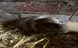Guinea Pig rodents for sale: Baby Guinea pig very friendly  - Image 3