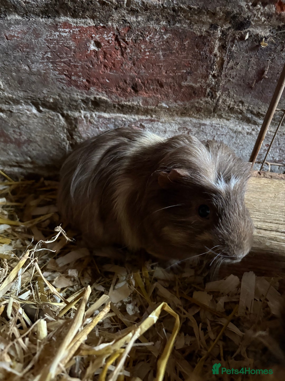 Guinea Pig rodents for sale: Baby Guinea pig very friendly  - Image 3