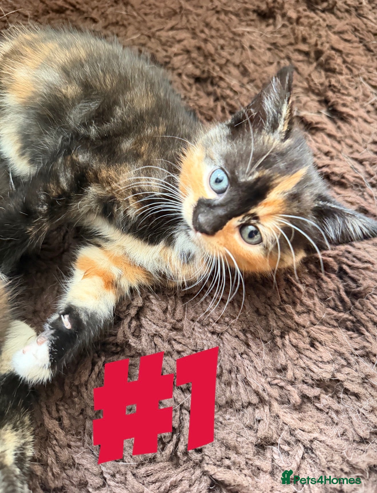 Mixed Breed cats 5 beautiful kittens for 5⭐️ homes  - Advert 8