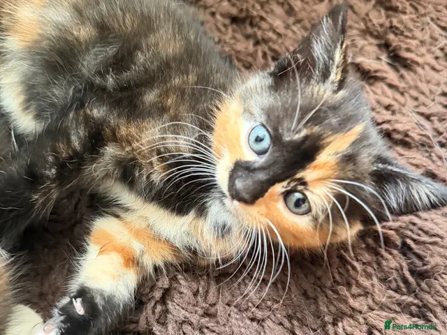 Mixed Breed cats for sale: 5 beautiful kittens for 5⭐️ homes - Advert 9