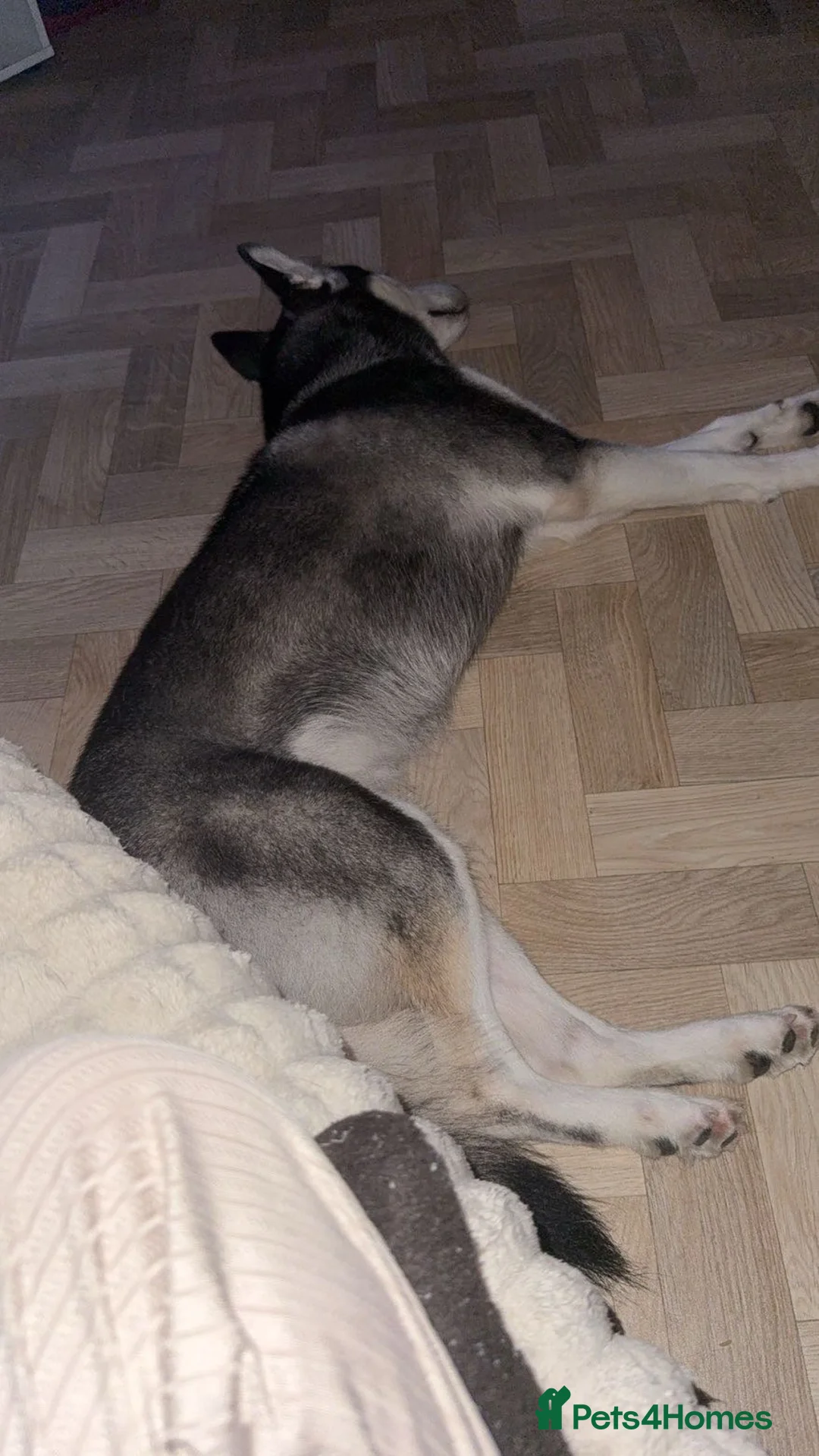 Siberian Husky dogs for sale: Siberian husky Nala - Advert 2