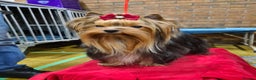 Yorkshire Terrier dogs for stud: PROVEN KC reg 2.5kg experienced STUD boy in Newton-le-Willows - Advert 11
