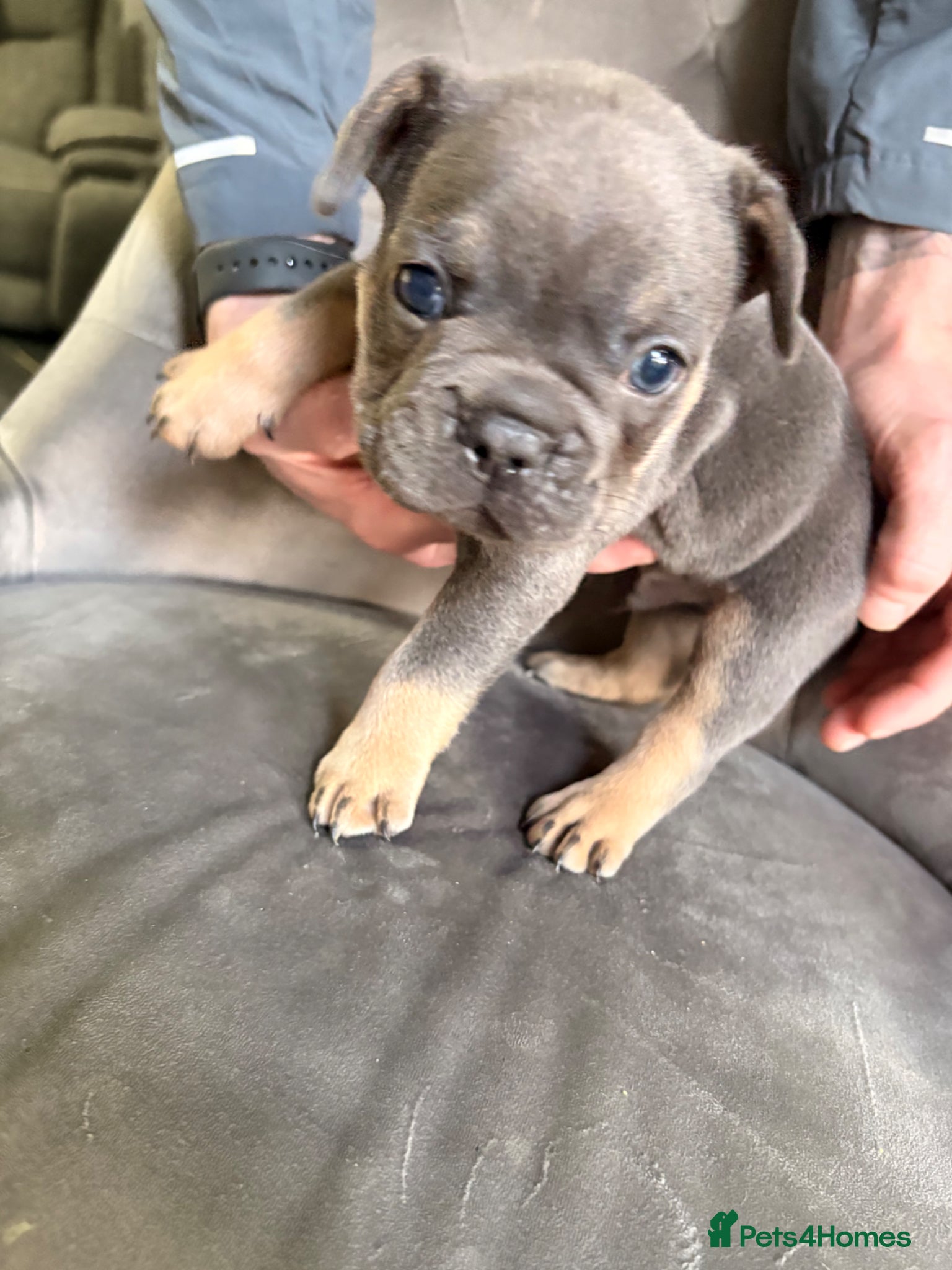 French Bulldog dogs Beautiful healthy french bulldogs  - Advert 14