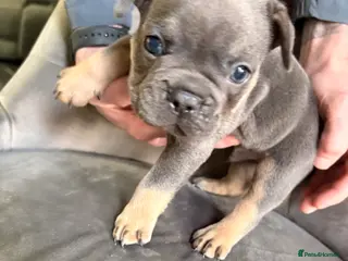 French Bulldog dogs Beautiful healthy french bulldogs - Advert 14