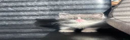 Mixed Breed cats for sale: Beautiful kittens  in Romford - Advert 9