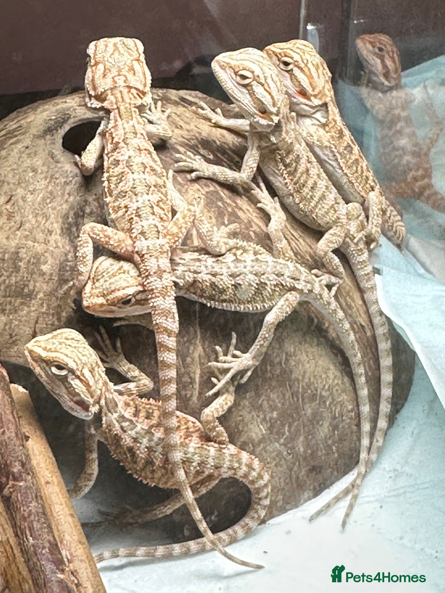 Bearded Dragon reptiles 20 red monster x lemon bearded dragons  - Advert 2