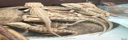 Bearded Dragon reptiles for sale: 20 red monster x lemon bearded dragons  in Boston - Advert 1