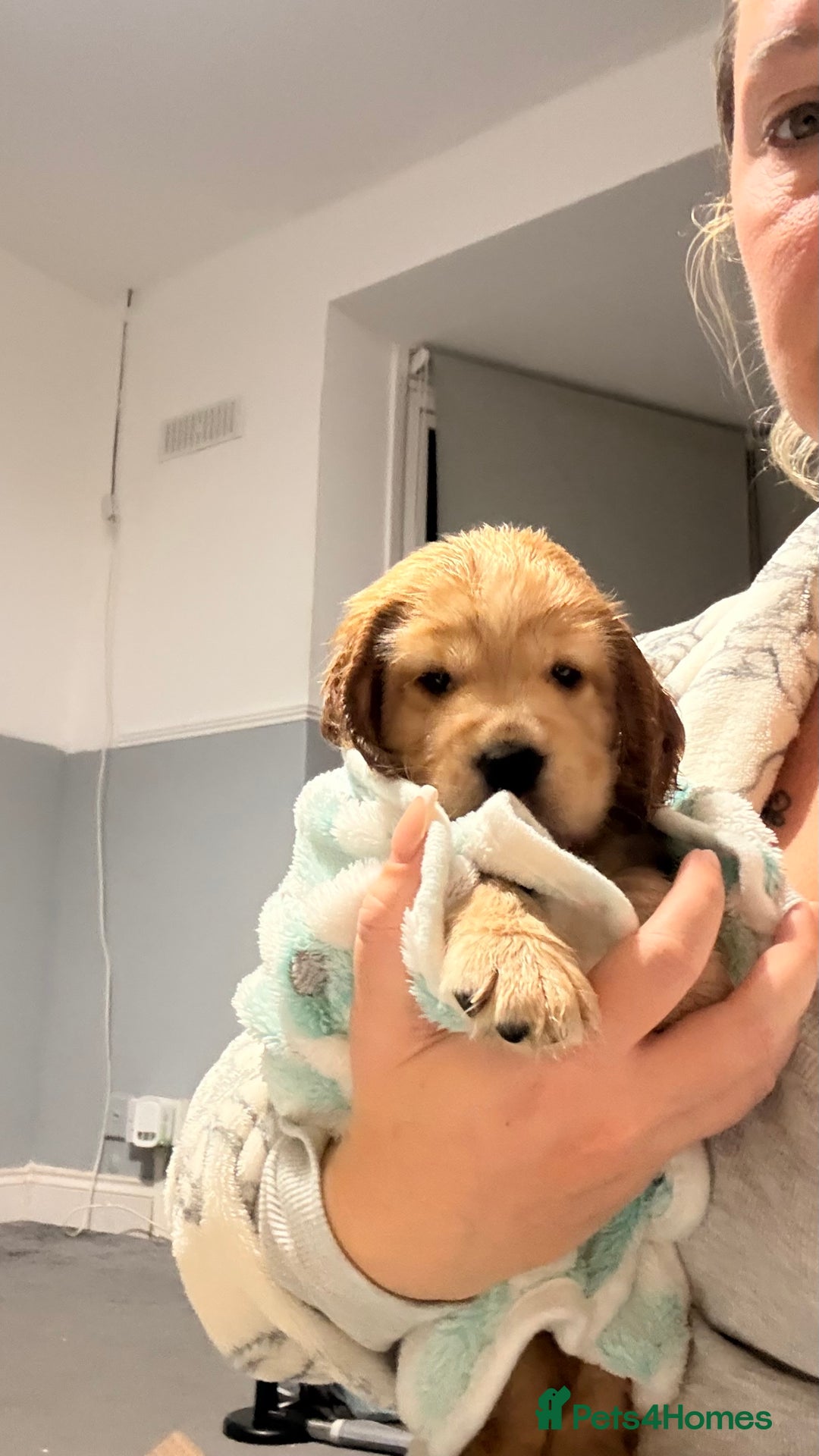 Cocker Spaniel dogs for sale: Show Cocker Spaniel- Only Boy In The Litter - Image 1