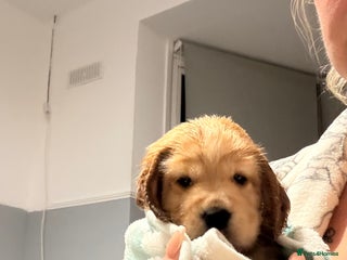 Cocker Spaniel dogs - Advert 3