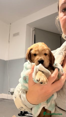 Cocker Spaniel dogs - Advert 7