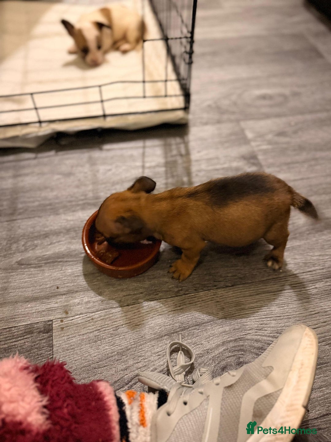 Chihuahua dogs for sale: Baby girl full chihuahua  - Advert 10