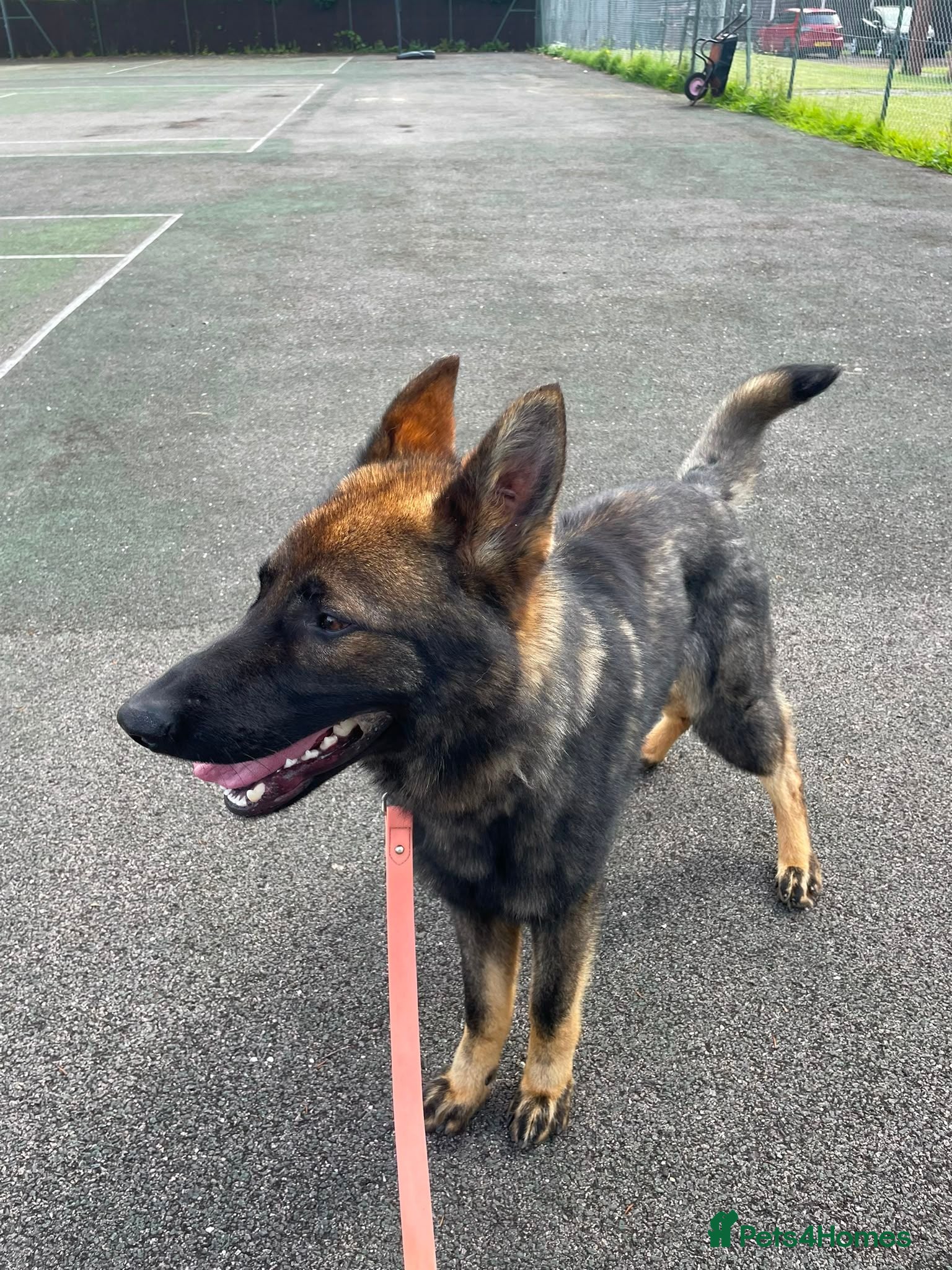 German Shepherd dogs Rocky - 1 Year Old Male German Shepherd - Advert 4