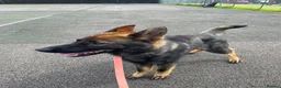 German Shepherd dogs for sale: Rocky - 1 Year Old Male German Shepherd - Advert 1