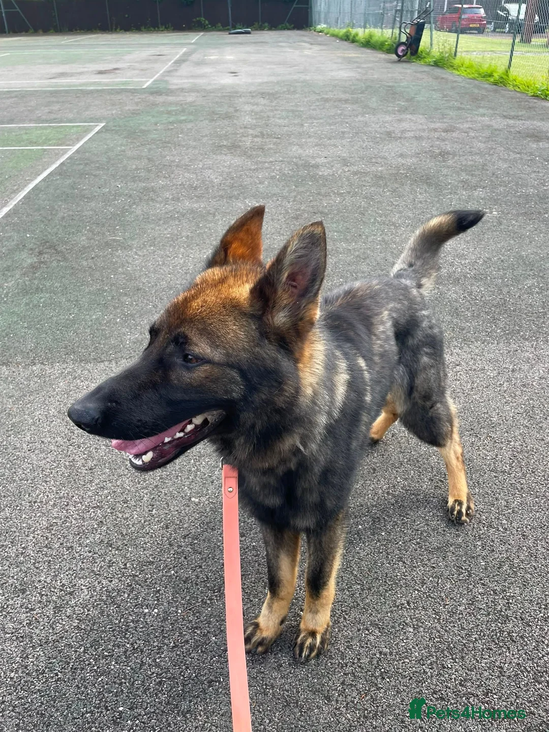 German Shepherd dogs for sale: Rocky - 1 Year Old Male German Shepherd - Advert 1