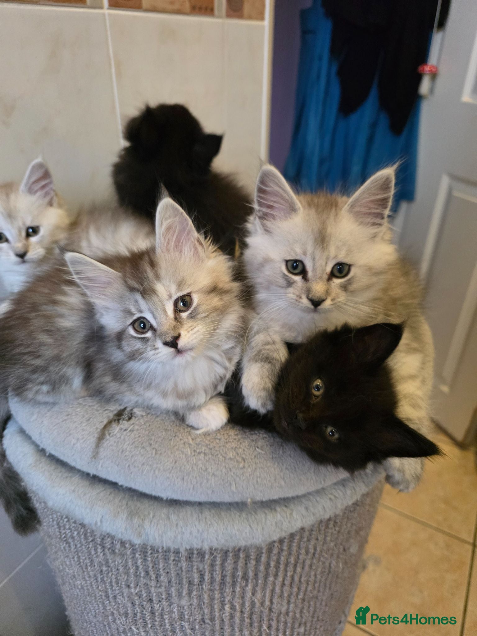 Maine Coon cats Pedigree TICA Registered Maine Coon Kittens - Advert 1