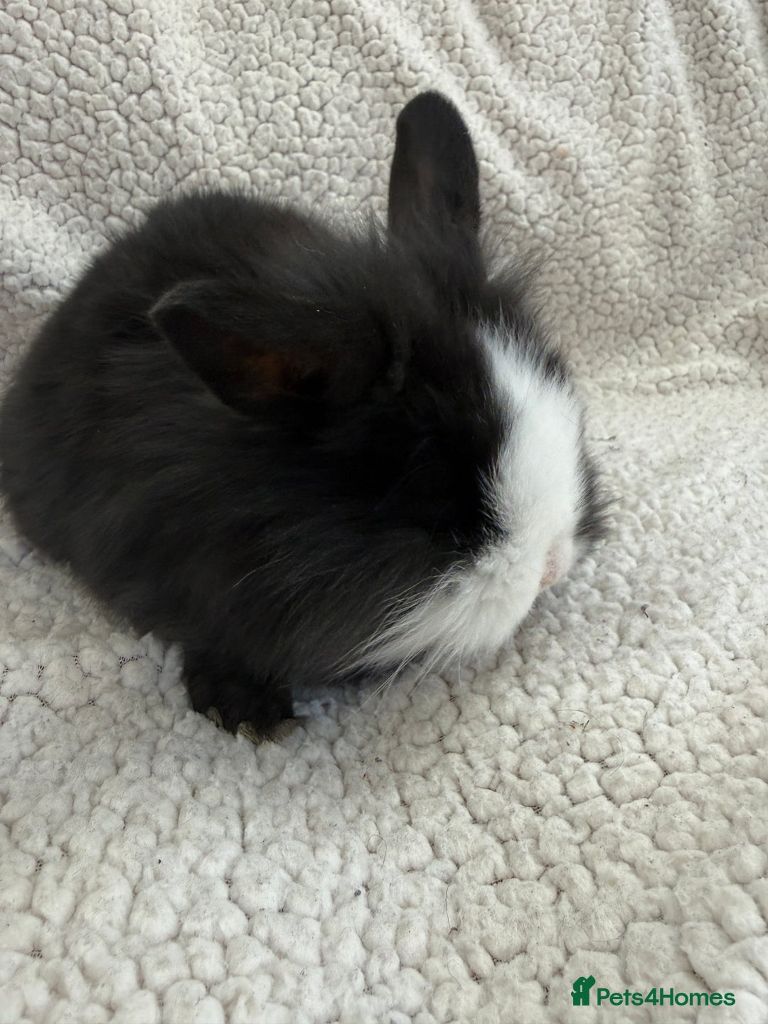 Angora rabbits for sale: Angora mix buck - Advert 4