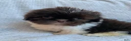 Shih Tzu dogs for sale: Baby Alfie READY NOW  - Advert 5