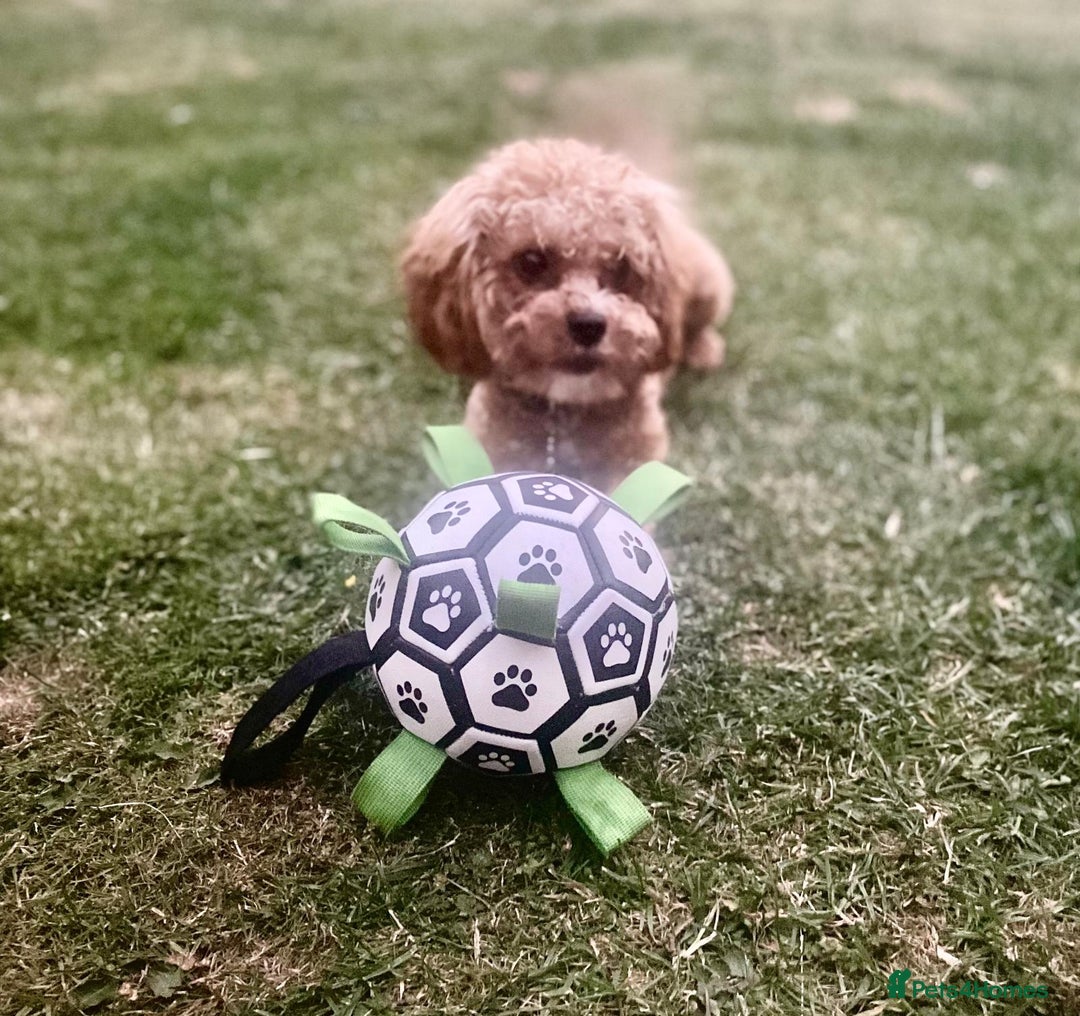 Cavapoo dogs for sale: Cavapoo F1b fully health tested  - Image 19