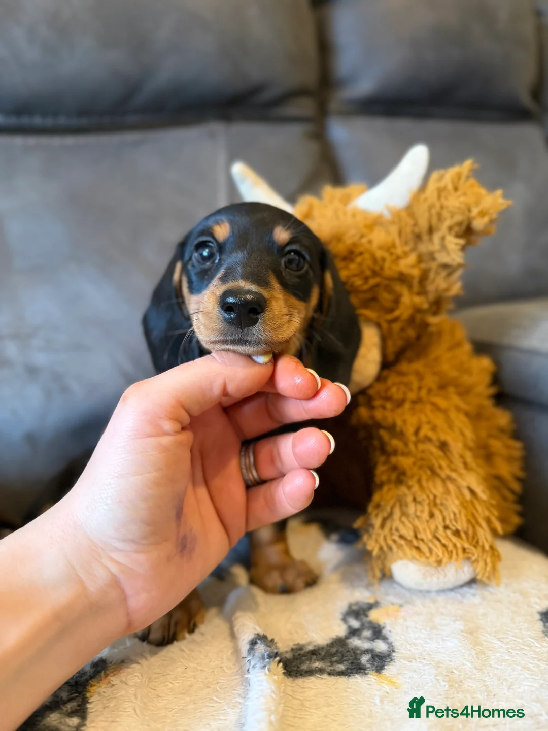 Miniature Dachshund dogs for sale: Quality miniature dachshund puppy x1 - Advert 1