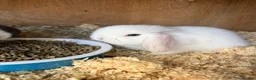 Mini Lop rabbits for sale: Mini lop baby rabbits - Advert 5