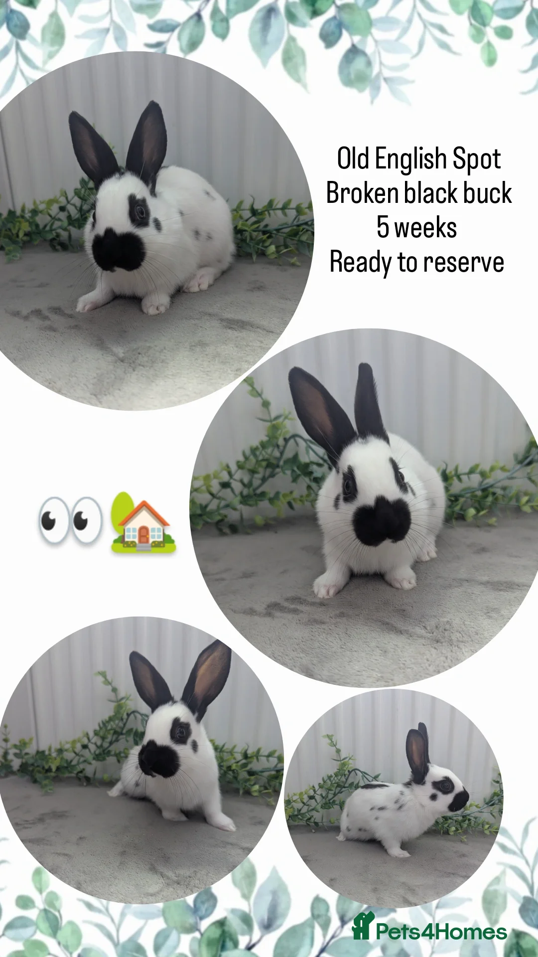 English Spot rabbits for sale: Old English Spot babies ready to leave  in Matlock - Image 3