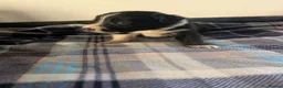 Border Collie dogs for sale: Isds registered border collie pups  - Advert 23