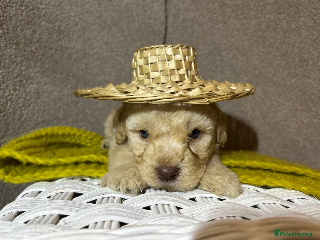 Lagotto Romagnolo dogs for sale: Spring Lagotto Romagnolo puppies - Advert 6