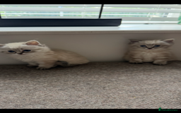 Ragdoll cats for sale: Ragdoll blue lynx ready now  - Image 9