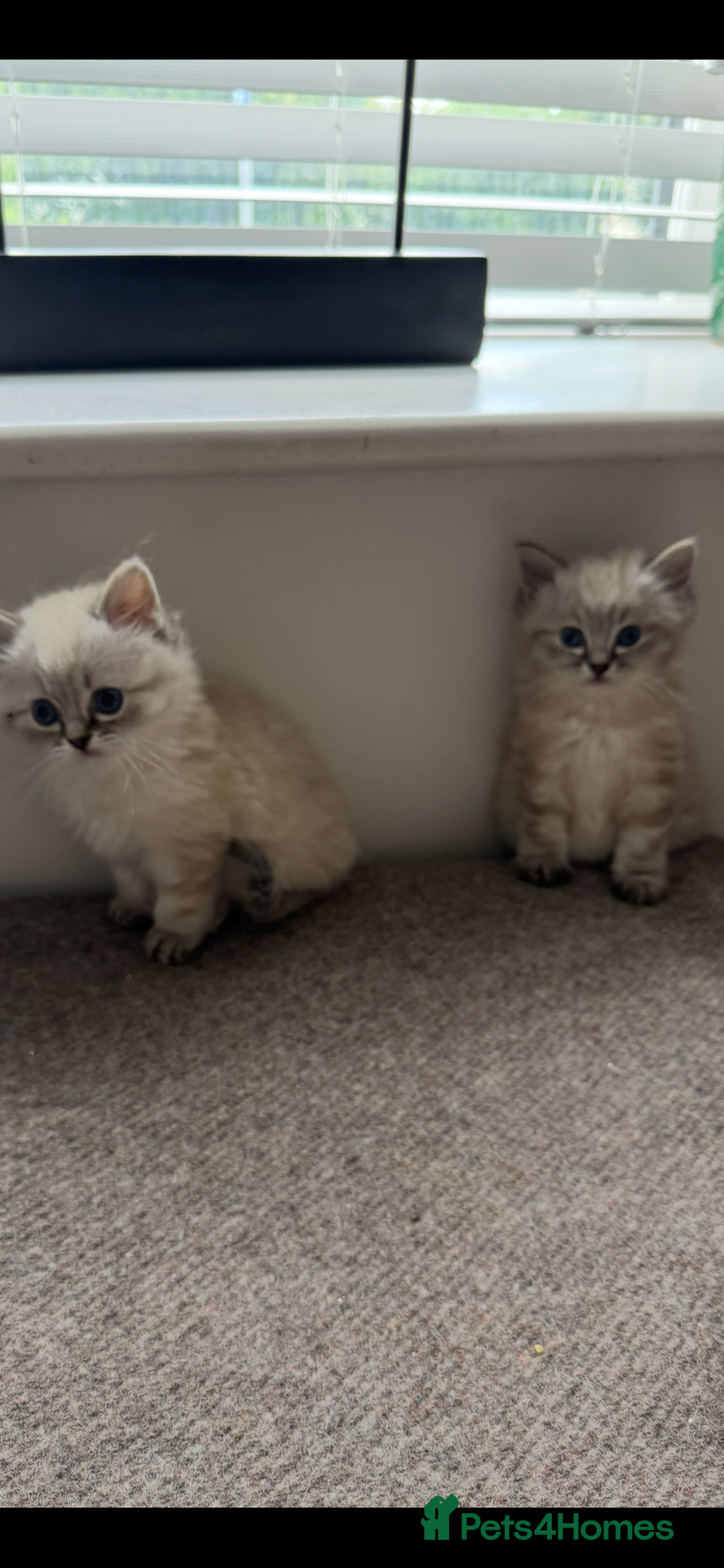 Ragdoll cats for sale: Ragdoll blue lynx ready now  - Image 9