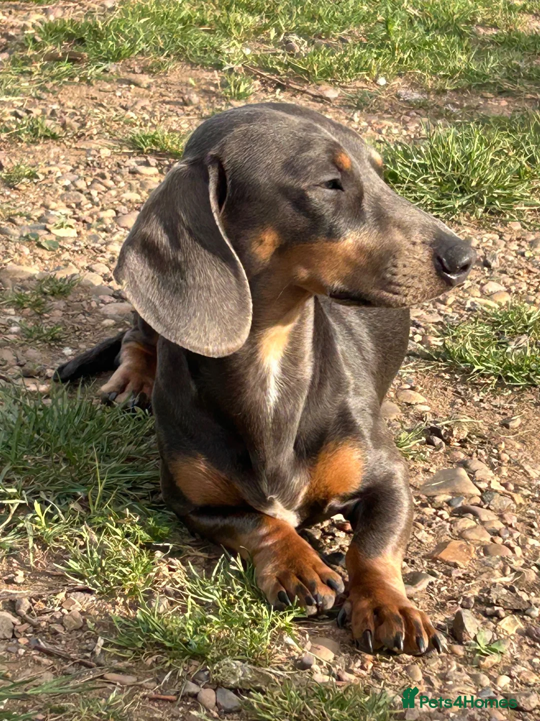 Miniature Dachshund dogs for stud: Miniture dachshund for stud  in Chesterfield - Advert 3