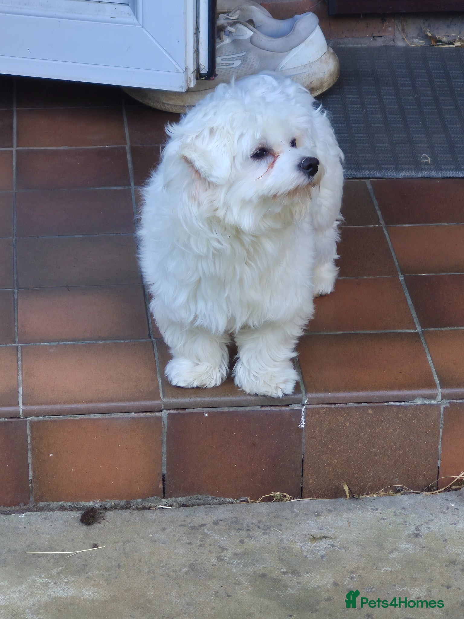Maltese dogs Maleste boy for sale one year old - Advert 4