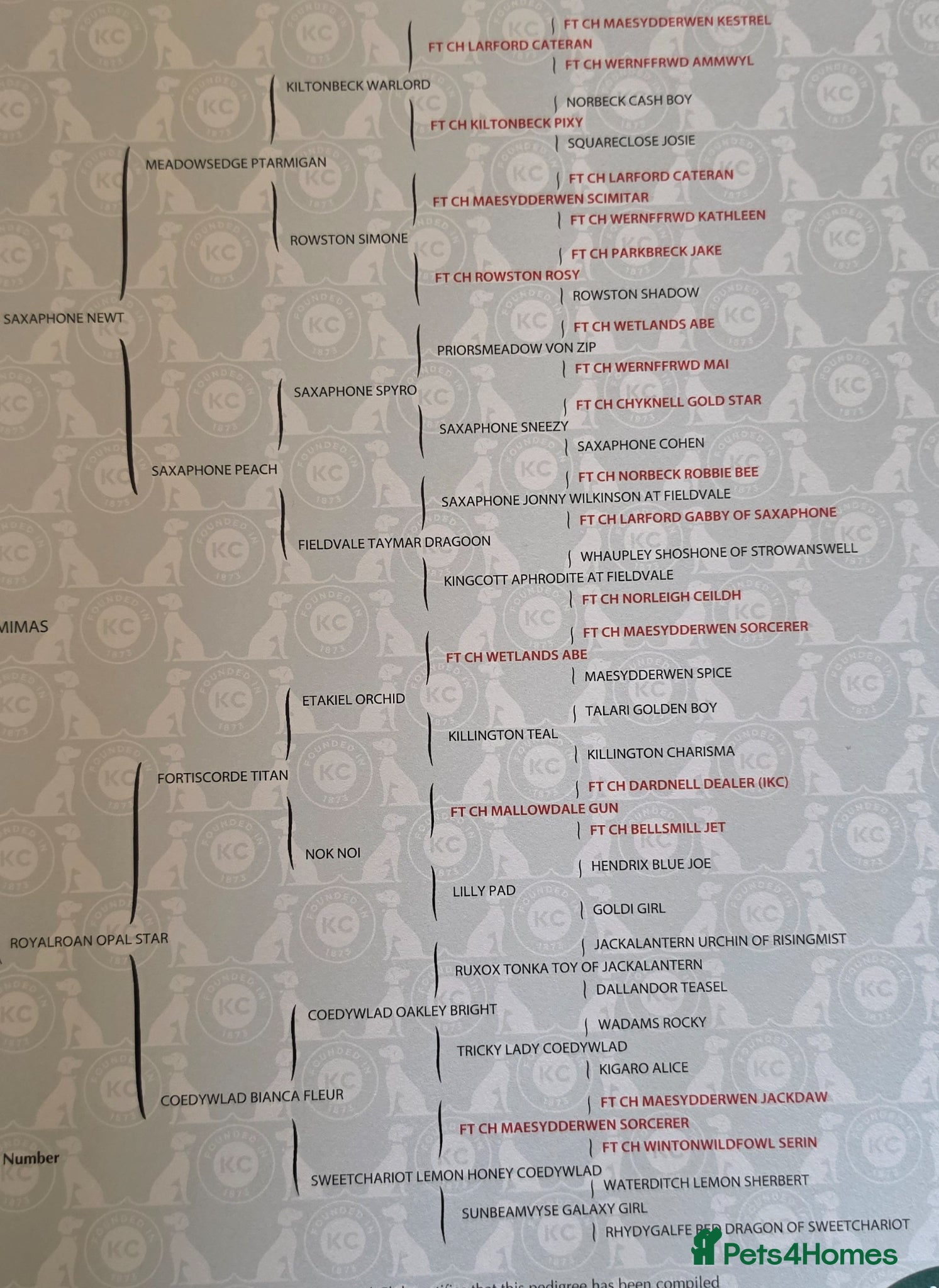 Cocker Spaniel dogs KC reg. Working Cocker pups Lemon and white 2 dogs - Advert 2