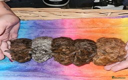 Guinea Pig rodents for sale: Baby guinea pigs - Image 6