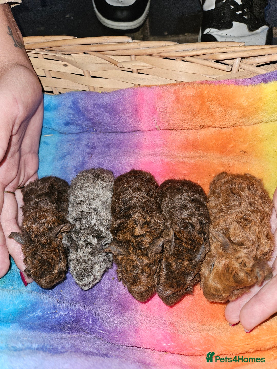 Guinea Pig rodents for sale: Baby guinea pigs - Image 6