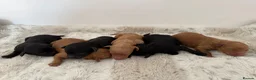 Miniature Poodle dogs for sale: ❤️‍🔥Stunning Kc miniature poodle❤️‍🔥 - Advert 3